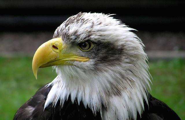 Dominacija ili "zver u kavezu"!?